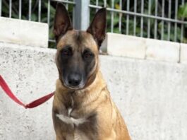 Tiere in Not Odenwald: Sansa – eine verlässliche und treue Partnerin