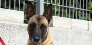 Tiere in Not Odenwald: Sansa – eine verlässliche und treue Partnerin