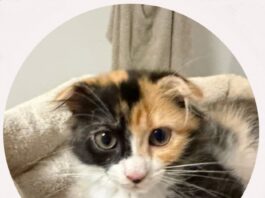 Tierschutzverein Seligenstadt: Cleo, Tom, Lisa und Mimi sind sind einfach nur zum Knuddeln