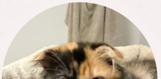 Tierschutzverein Seligenstadt: Cleo, Tom, Lisa und Mimi sind sind einfach nur zum Knuddeln