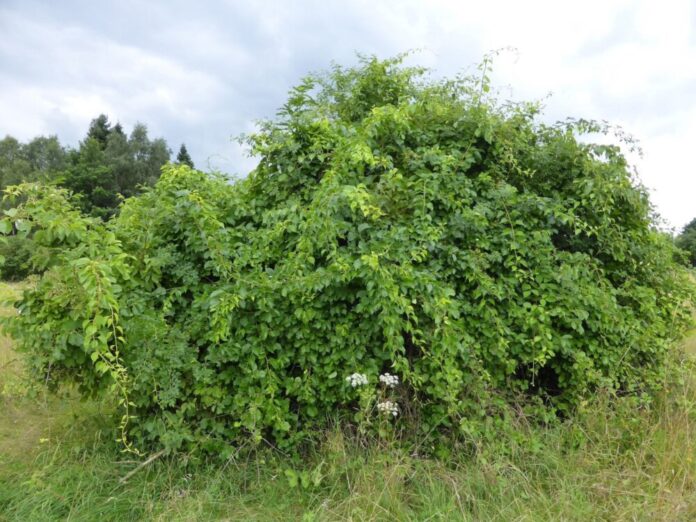 Oeffentlichkeitsbeteiligung_Invasive_Arten_2