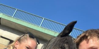 Polizei unterstützt bei Pferdetransport auf A3 in Höhe Offenbacher Kreuz