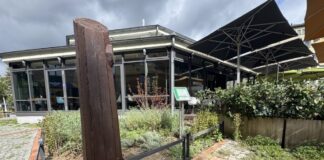 Frankfurt: Baumskulptur erinnert an vergiftete Platanen