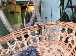 Hoffnung für eine nahezu ausgestorbene Art: Zuchterfolg bei den Socorrotauben im Zoo Frankfurt