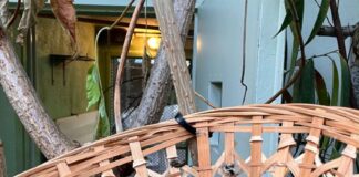 Hoffnung für eine nahezu ausgestorbene Art: Zuchterfolg bei den Socorrotauben im Zoo Frankfurt