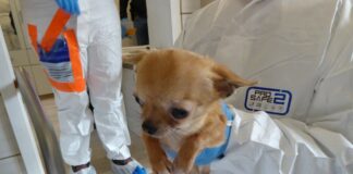 Animal Hoarding im Landkreis Darmstadt-Dieburg