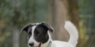 Tiere in Not Odenwald: Mickey benötigt erfahrene Menschen