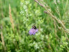 BUND-Ökotipp: Herbstzeit ist Saatzeit