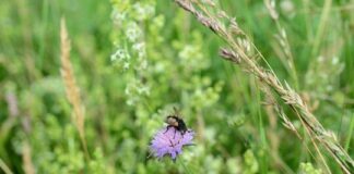 BUND-Ökotipp: Herbstzeit ist Saatzeit