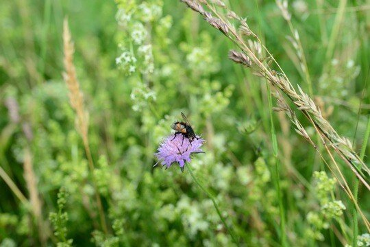 Blumenwiese