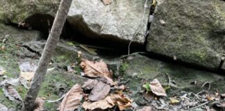 Spaziergänger finden Panzergranate in Riedstadt: Sprengung erfolgreich