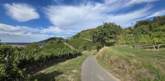 Klima trifft Artenvielfalt: Feierabendtour durch Weinberge und Bombachtal