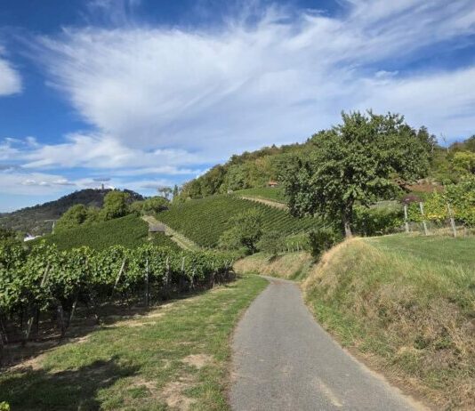 Klima trifft Artenvielfalt: Feierabendtour durch Weinberge und Bombachtal