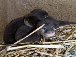 Ein Zwergotter-Trio im Zoo Frankfurt hält die Eltern auf Trab