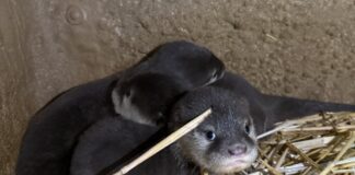 Ein Zwergotter-Trio im Zoo Frankfurt hält die Eltern auf Trab