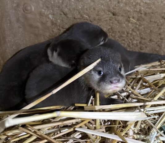 Ein Zwergotter-Trio im Zoo Frankfurt hält die Eltern auf Trab
