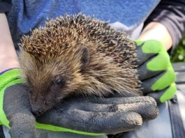 Artgerechte Gärten für Igel schaffen