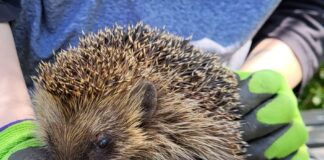 Artgerechte Gärten für Igel schaffen