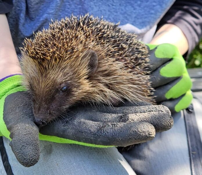 240926igel