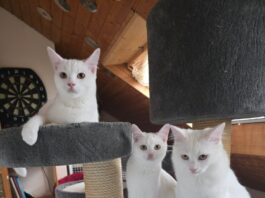 Tierschutzverein Seligenstadt: Gustav, Diana und Frederik sind alt genug, ihre eigenen Wege zu gehen