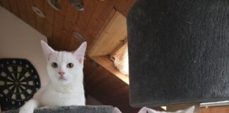 Tierschutzverein Seligenstadt: Gustav, Diana und Frederik sind alt genug, ihre eigenen Wege zu gehen