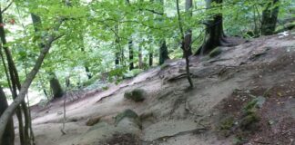 Felsenmeer: Gemeinsam für den Schutz von Wald und Waldboden
