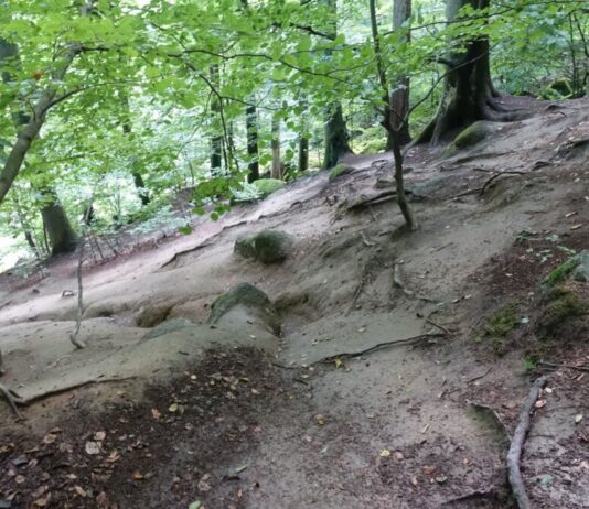 Felsenmeer: Gemeinsam für den Schutz von Wald und Waldboden
