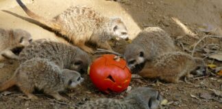 Halloween im Frankfurter Zoo: Ein schaurig-schöner Tag mit Kürbis, Erdmännchen und Co.