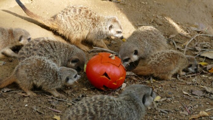 Erdmaennchen-mit-Kuerbis-Copyright-Zoo-Frankfurt