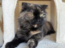 Tierschutzverein Seligenstadt sucht dringend Pflegeplatz für Mona