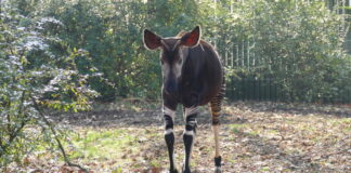 Welt-Okapi-Tag im Zoo Frankfurt