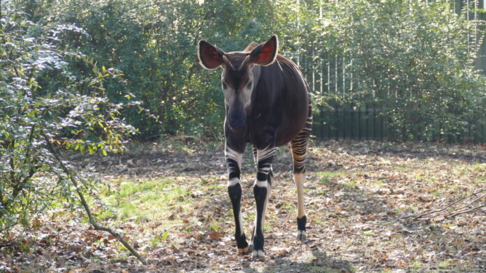 Okapi-Ngwani-Copyright-Zoo-Frankfurt