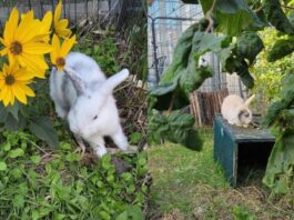 Tierschutzverein Seligenstadt: Kim und Kennedy möchten zusammen umziehen