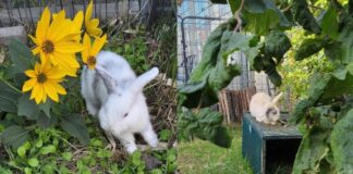 Tierschutzverein Seligenstadt: Kim und Kennedy möchten zusammen umziehen