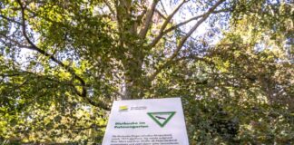 Frankfurts Naturdenkmäler werden sichtbar
