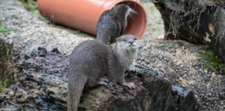 Ein Tag für die Zwergotter im Zoo Frankfurt
