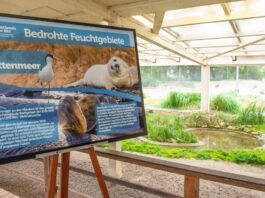 Neues Fenster ins Wattenmeer im Vivarium Darmstadt