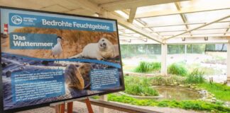 Neues Fenster ins Wattenmeer im Vivarium Darmstadt