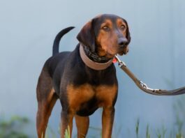 Tiere in Not Odenwald: Chester ist ein selbstbewusster, charakterstarker Hund im besten Alter