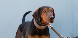Tiere in Not Odenwald: Chester ist ein selbstbewusster, charakterstarker Hund im besten Alter