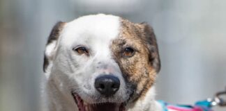 Tiere in Not Odenwald: Biba muss noch einiges lernen