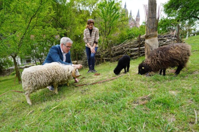 pm-285-bergstraesser-jahr-der-streuobstwiese-startet